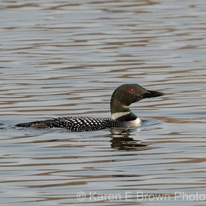 Common Loon Photography, Common Loon Print, Loon Picture, Loon Art, Wildlife Art, Loon Decor, Bird Art, Nature Decor, Michigan Bird