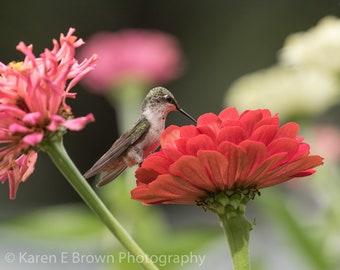 Hummingbird Photo, Hummingbird Print, Hummingbird Picture, Ruby-throated Hummingbird, Hummingbird Art, Hummingbird Decor, Bird Fine Art