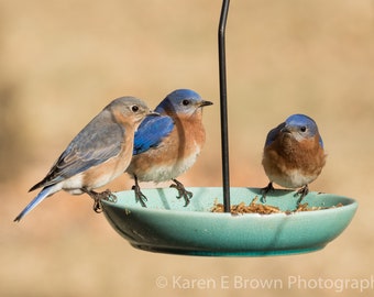 Bluebird Photo, Bluebird Print, Bluebird Picture, Eastern Bluebird, Bluebird Wall Decor, Bluebird Art, Bluebirds & Mealworms, Michigan Birds