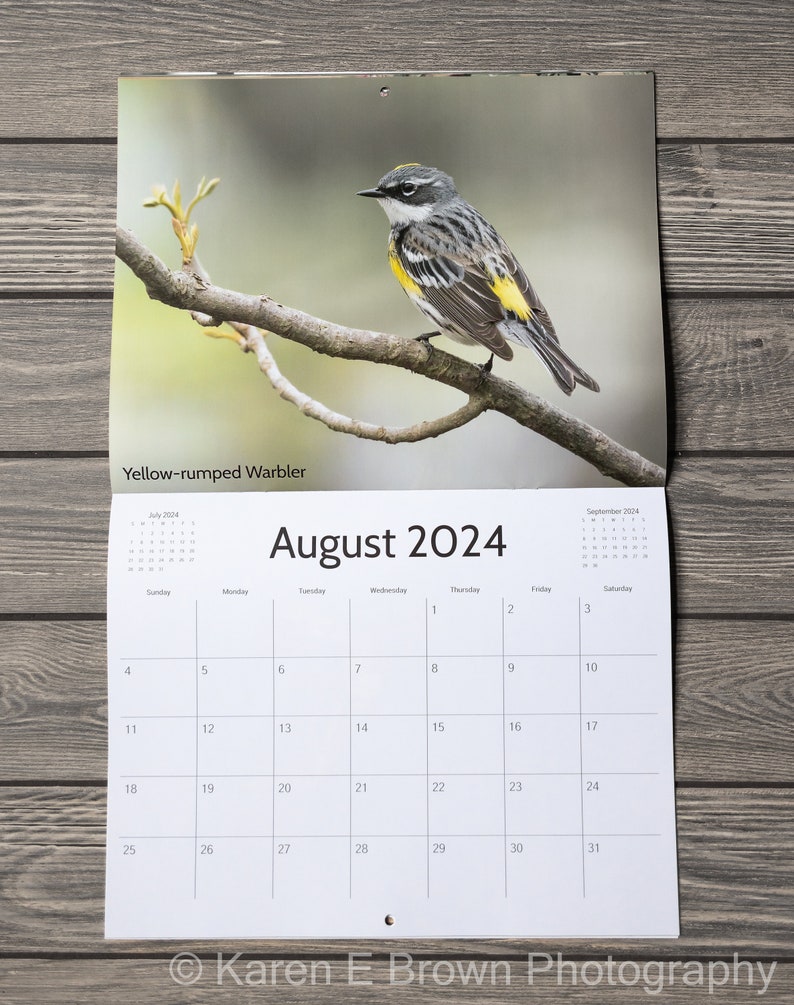 2024 Bird Wall Calendar, Songbird Calendar, Michigan Birds Calendar, Eastern Birds Calendar, Nature Calendar, Bird Photography Calendar image 7