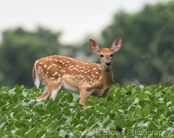 Fawn Photograph, Fawn Picture, Fawn Print, Deer Photo, Deer Art, Wildlife Print, Nature Print, Deer Decor, Cabin Decor