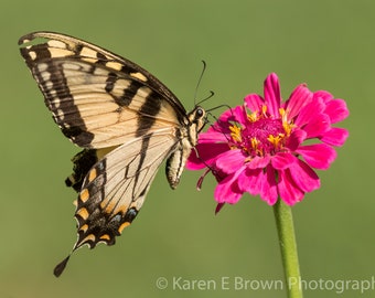 Eastern Tiger Swallowtail Photo, Butterfly Photography, Butterfly Picture, Butterfly Print, Butterfly Art, Butterfly Decor, Insect Art