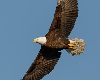 Bald Eagle Photo, Bald Eagle Picture, Eagle Photography, Flying Eagle, Bird of Prey, Eagle Decor, Iowa Eagle, Mississippi River Eagle