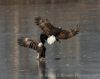 Bald Eagle Photo, Bald Eagle Print, Bald Eagle Picture, Eagle Photography, Bird of Prey Photo, Eagle Decor, Mississippi River Eagles
