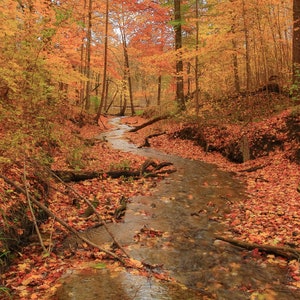 Michigan Autumn Stream Photography, Colorful Fall Leaves Art