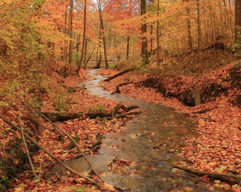 Photographies d'automne, Photographies d'automne, Feuilles d'automne, Art couleurs d'automne, Paysage d'automne, Feuillage d'automne, Décoration d'automne, Ruisseau d'automne, Nature du Michigan