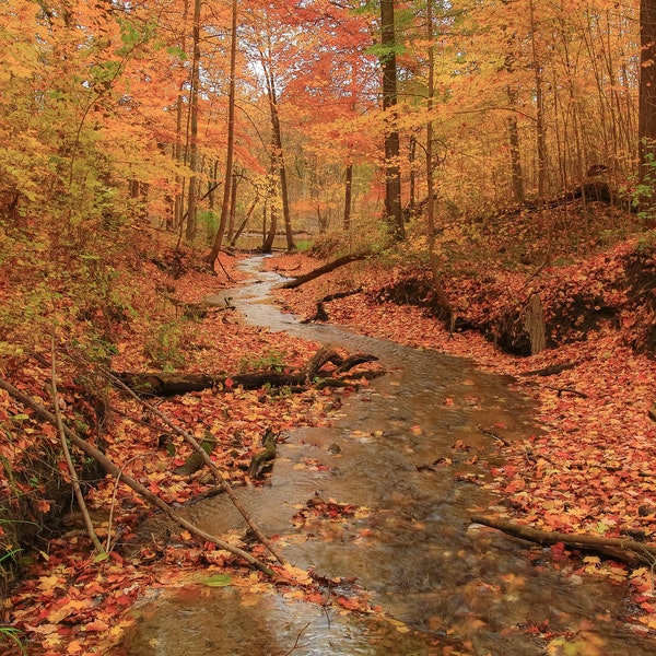 Fall Photography, Autumn Photography, Fall Leaves, Fall Colors Art, Fall Landscape, Autumn Foliage, Fall Décor, Fall Stream, Michigan Nature