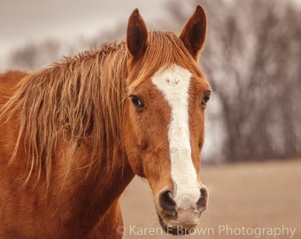 Horse Photography, Photo of a Horse, Horse Picture, Horse Portrait, Red Horse Photo, Horse Art, Horse Decor, Farmhouse, Rustic Art