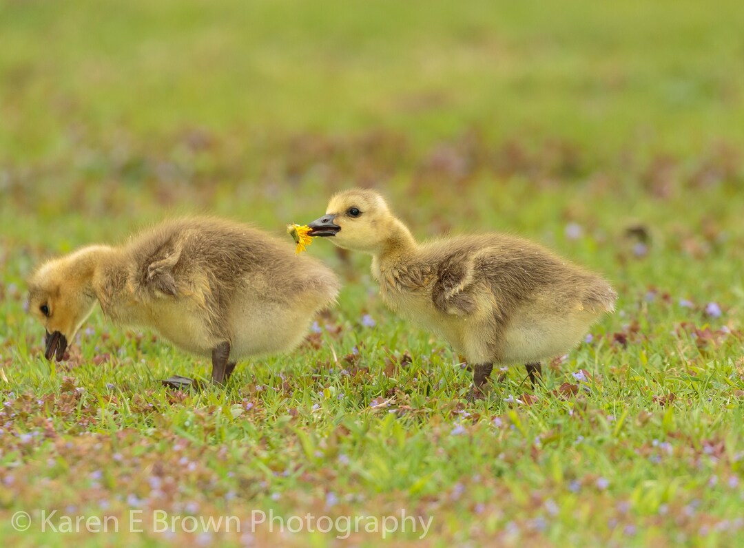 Canada Goose Goslings Photograph, Geese Babies Print, Baby Geese