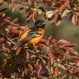 Baltimore Oriole Photo, Baltimore Oriole Print, Oriole Picture, Oriole Decor, Oriole Art, Orange Bird, Songbird Wall Decor, Michigan Bird