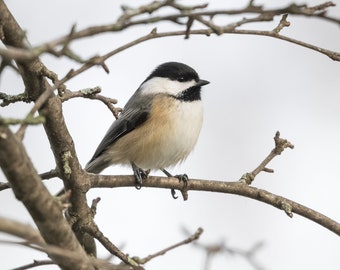 Chickadee Photography, Chickadee Picture, Chickadee Print, Black-capped Chickadee, Chickadee Art, Chickadee Décor, Songbird Print