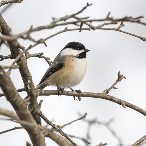 Chickadee Photography, Chickadee Picture, Chickadee Print, Black-capped Chickadee, Chickadee Art, Chickadee Décor, Songbird Print