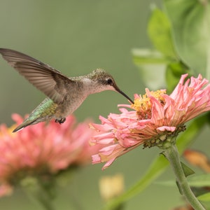 Hummingbird Photography, Hummingbird Picture, Hummingbird Print, Ruby-throated Hummingbird, Hummingbird Art, Hummingbird Decor, Bird Photo image 1