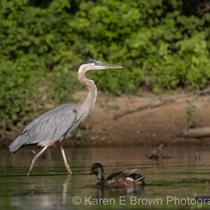 Great Blue Heron Photo, Blue Heron Picture, Blue Heron Art, Blue Heron Wall Decor, Wading Bird Art, Bird Decor, Heron Photography
