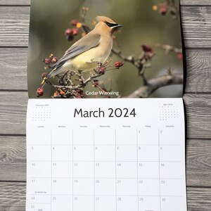 2024 Bird Wall Calendar, Songbird Calendar, Michigan Birds Calendar, Eastern Birds Calendar, Nature Calendar, Bird Photography Calendar image 4