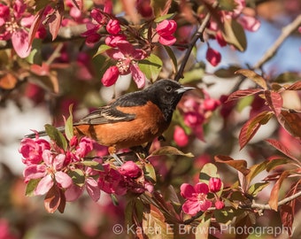 Orchard Oriole Print, Orchard Oriole Photo, Oriole Picture, Oriole Art, Songbird Art, Bird Decor, Nature Art, Nature Decor, Wildlife Photo