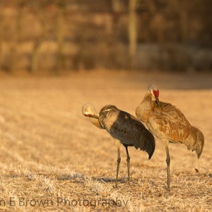 Sandhill Crane Photograph, Sandhill Crane Print, Sandhill Crane Picture, Sandhill Crane Art, Preening Sandhill Cranes, Crane Decor, Bird Art