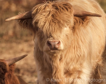 Scottish Highland Cow Photography, Highland Cow Picture, Highland Cow Art, Scottish Highland, Rustic Decor, Bovine Photo, Shaggy Cow Picture