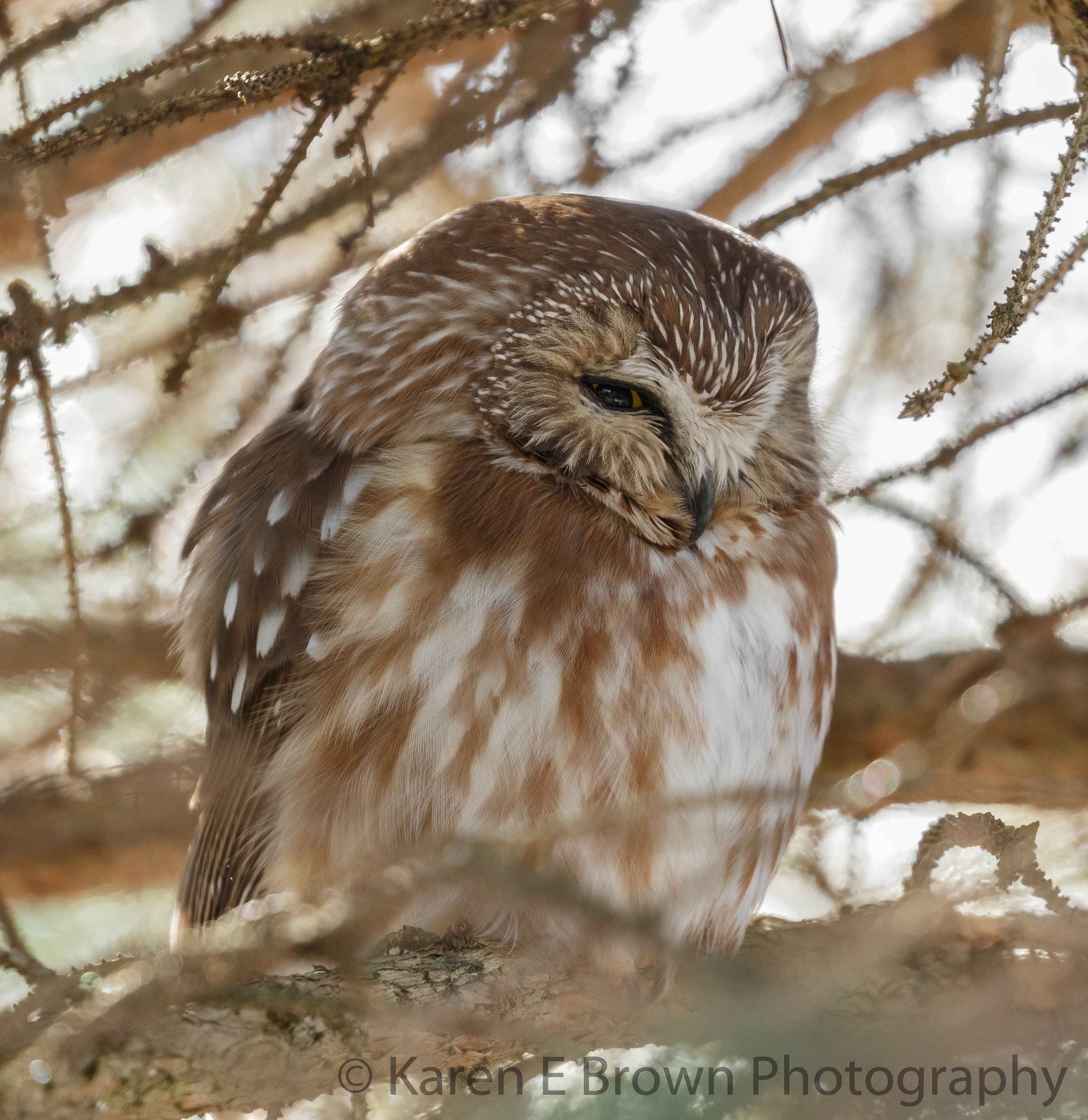 Northern Saw-whet Owl Photo, Saw-whet Owl Picture, Owl Print, Tiny Owl Picture, Cute Owl, Owl Photog