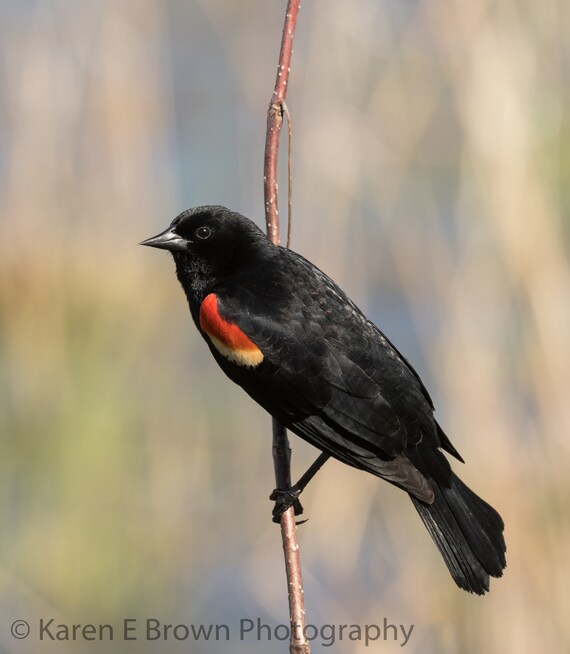 Red-winged Blackbird Photo Red-winged Blackbird Print - Etsy