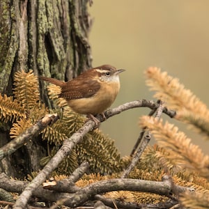 Carolina Wren Photo, Carolina Wren Print, Wren Photo, Wren Picture, Wren Photography, Wren Art, Wren Decor, Bird Artwork, Michigan Bird