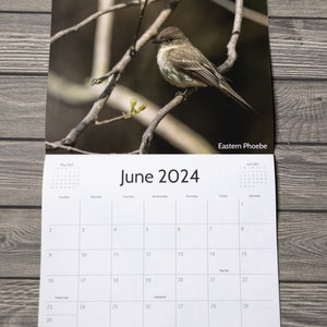 2024 Bird Wall Calendar, Songbird Calendar, Michigan Birds Calendar, Eastern Birds Calendar, Nature Calendar, Bird Photography Calendar image 6