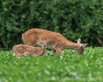 Deer Photograph, Deer Print, Doe and Fawn, Fawn Picture, Wildlife Print, Nature Print, Deer Art, Deer Decor, Cabin Decor, Rustic Decor