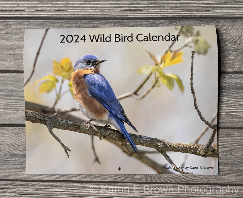 2024 Bird Wall Calendar, Songbird Calendar, Michigan Birds Calendar, Eastern Birds Calendar, Nature Calendar, Bird Photography Calendar image 1