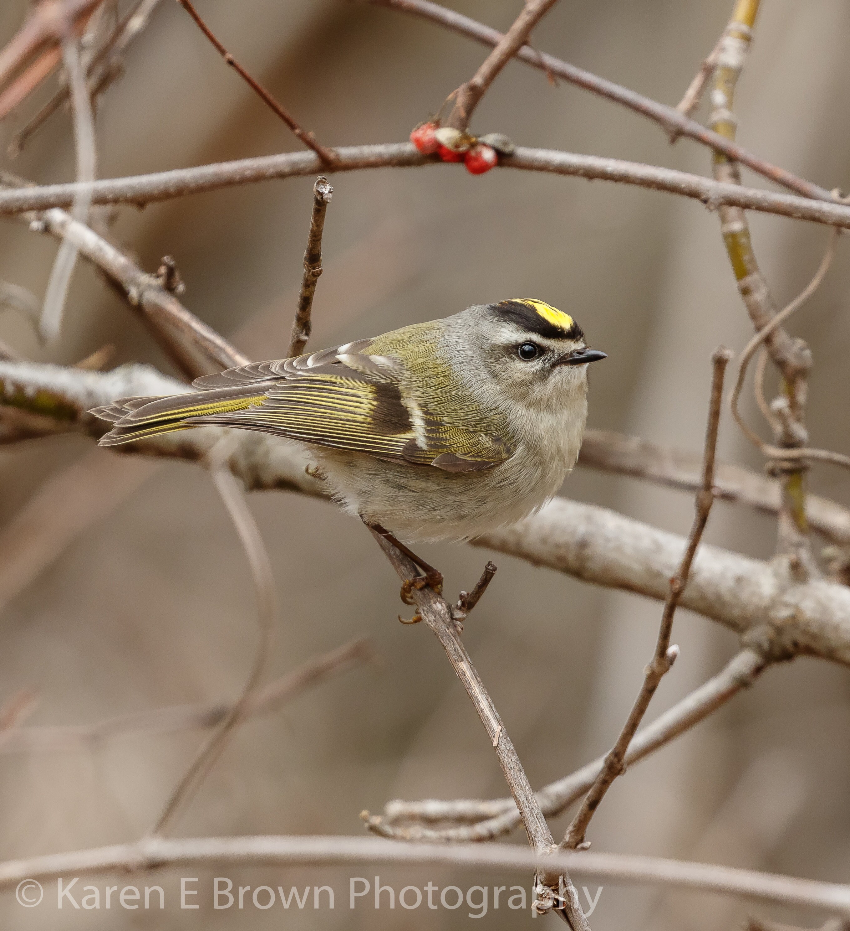 Wildbird kinglet shop