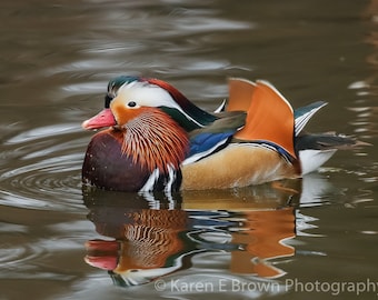 Mandarin Duck Photograph, Colorful Duck Art Print