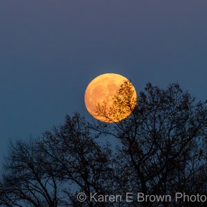 Moon Photography, Moon Print, Moon Picture, Harvest Moon, Golden Moon, Glowing Moon, Celestial Art, Moon Decor, Night Photography