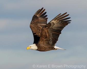 Bald Eagle Photo, Bald Eagle Picture, Bald Eagle Print, Eagle Photography, Eagle Art, Raptor Photography, Eagle Decor, Iowa Eagle