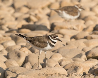 Killdeer Photograph, Killdeer Picture, Killdeer Print, Shorebird Photo, Shorebird Art, Bird Photography, Nature Print, Killdeer Decor