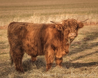 Scottish Highland Cow Photograph, Highland Cow Picture, Highland Cow Art, Red Highland Cow, Rustic Decor, Bovine Photo, Shaggy Cow Picture