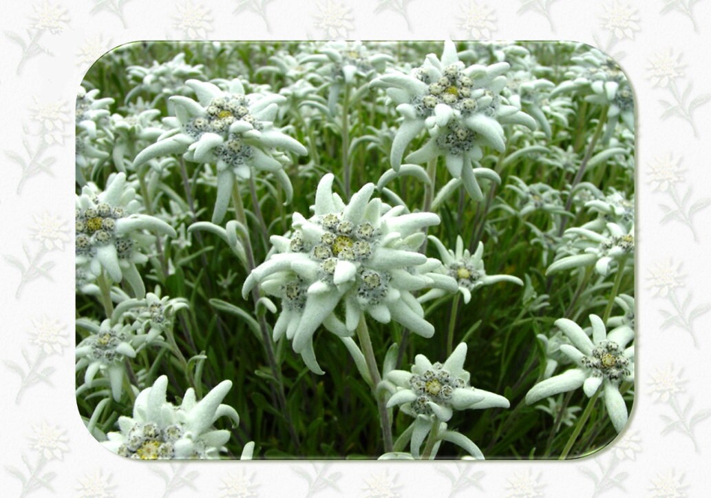 Four Live Edelweiss Plants in 3.5 inch Pots Etsy