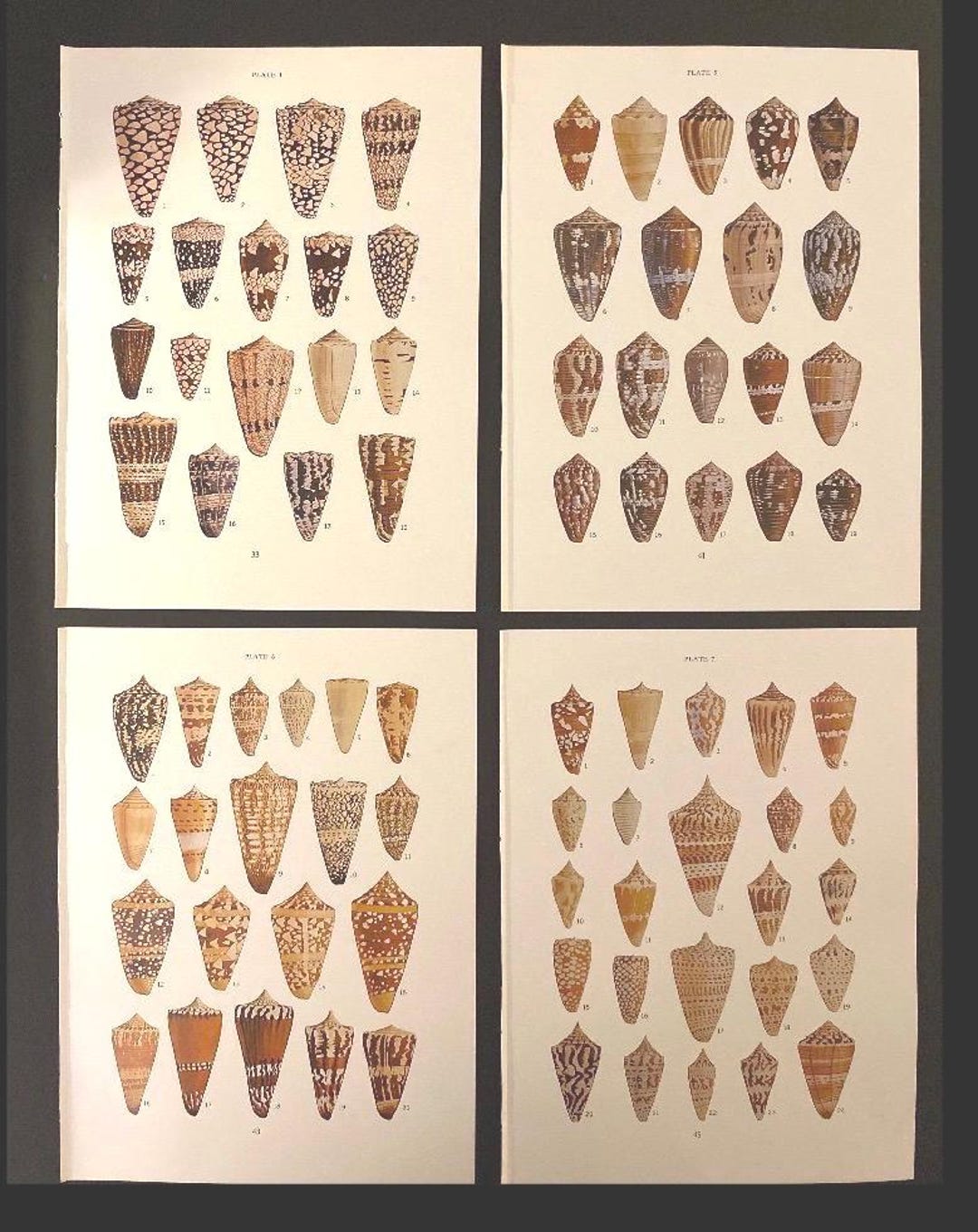 Vintage Cone Shell Prints. (plates 1-12) Seashell Specimens. Prints for ...