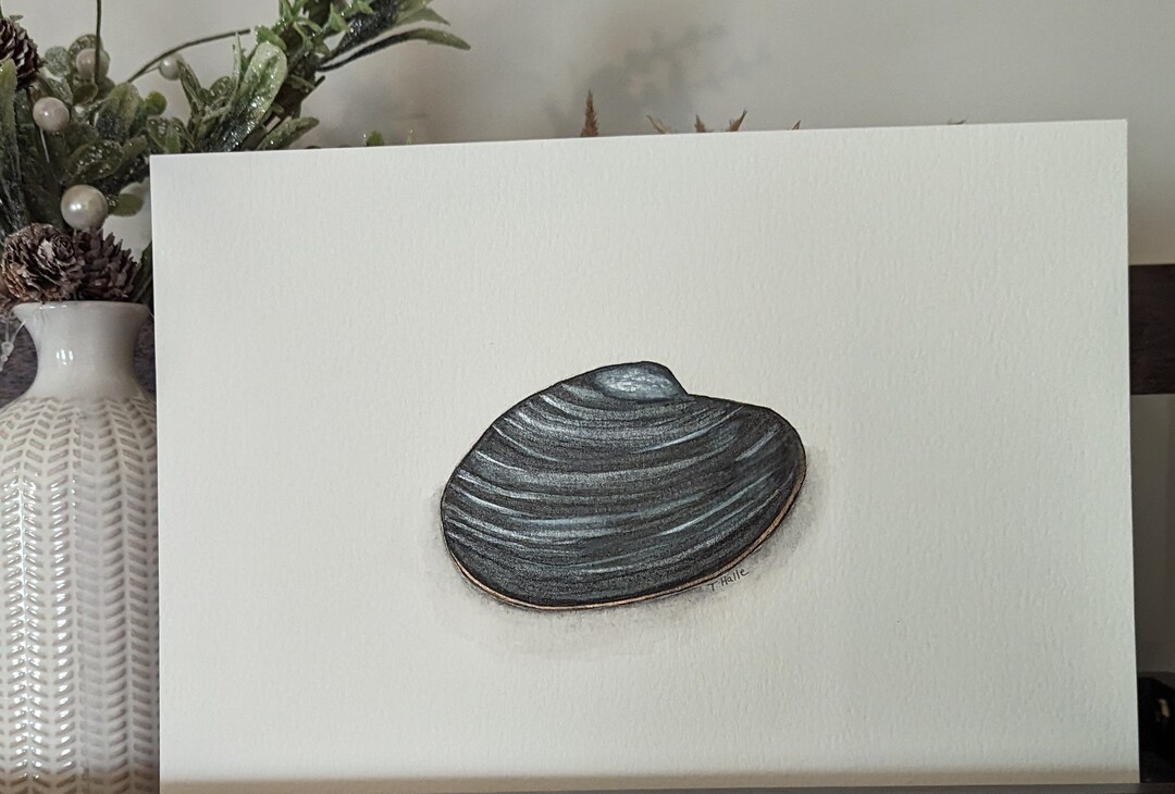 Original Clam Painting in Watercolor Etsy