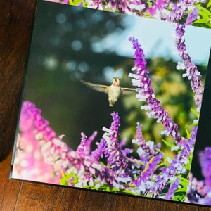 Hummingbird collage