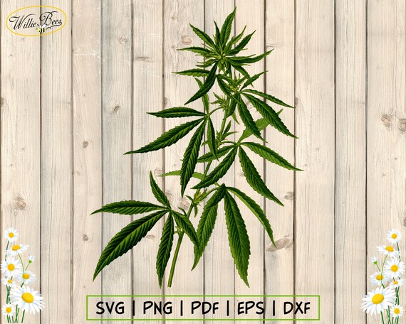 Download Cannabis Plant Svg Clipart Marijuana Leaf Weed Leaf Gift Etsy
