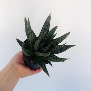May include: A potted succulent plant with dark green, pointed leaves speckled with white dots. The plant is in a small black pot, held by a hand against a white background. The leaves are long and slender, with a textured appearance.