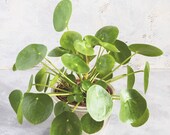Pilea Peperomioides - Chinese Money Plant - Pancake - UFO - Pepperoni - Plant - Easy care house plant - 4 Houseplant