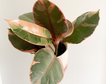 Modern Boho Home Decor Houseplants Par Brumleyandbloom Sur Etsy Modern Boho Home Decor Houseplants Par Brumleyandbloom Sur Etsy