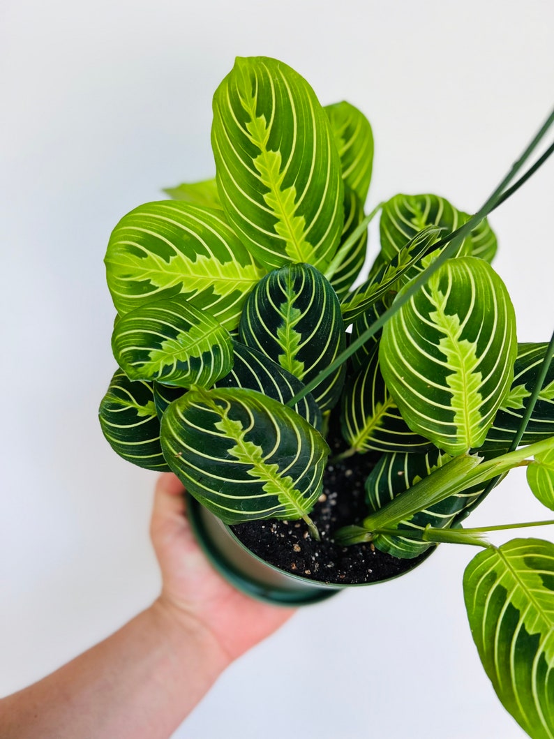 Prayer Plant Hanging Basket Lemon Lime Prayer Plant Maranta Etsy