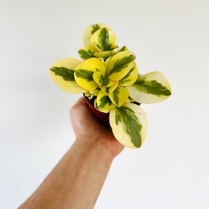 Peperomia Peaches & Cream - Tropical Plant - Colorful Houseplants - Live Plant in Multiple Sizes