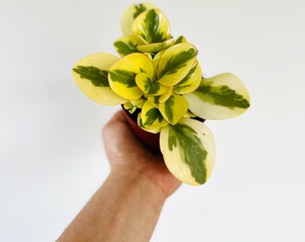 Peperomia Peaches & Cream - Tropical Plant - Colorful Houseplants - Live Plant in 4” Pot