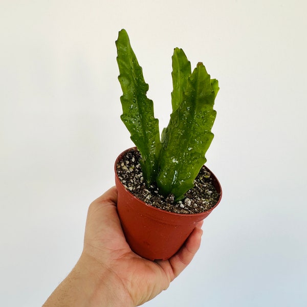 Beaver Tail Cactus -  Epiphyllum Crenatum - Tropical Cactus - Live Plant in 4” Pot