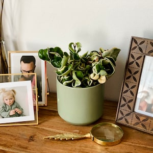 Modern Matte Pot - Neutral Tone - Muted Olive Planter