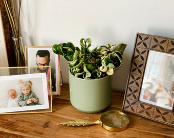 Modern Matte Pot - Neutral Tone - Muted Olive Planter