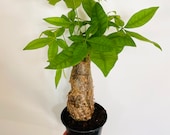 Money Tree - Stump - Pachira aquatica - Easy care house plant - Live Plant in 6 Pot