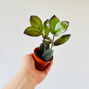 ZZ Oscura - New Black ZZ Cultivar - Easy plant- Low light plant-Zamioculcas Zamiifolia - Live Plant in 3” Pot